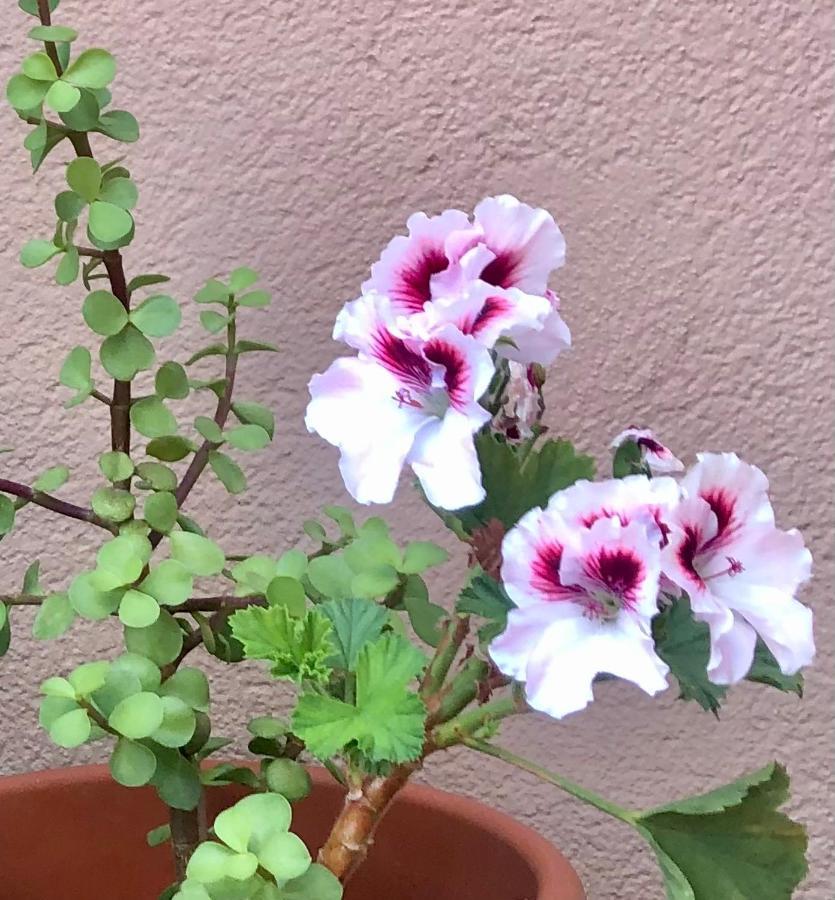 Atico Con Magnifica Terraza En Boiro Διαμέρισμα Εξωτερικό φωτογραφία